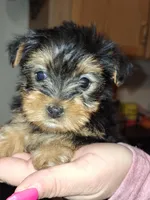 Peaches tcup , a female Yorkshire Terrier for sale in Kutztown, PA – Photo 1 of 9