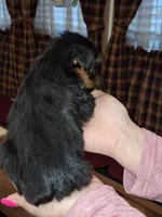 Peaches tcup , a female Yorkshire Terrier for sale in Kutztown, PA – Photo 4 of 9