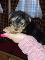 Peaches tcup , a female Yorkshire Terrier for sale in Kutztown, PA – Photo 5 of 9