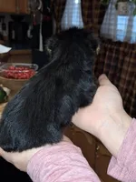 Peaches tcup , a female Yorkshire Terrier for sale in Kutztown, PA – Photo 7 of 9