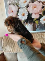 May t-cup , a female Yorkshire Terrier for sale in Fogelsville, PA – 4 of 7