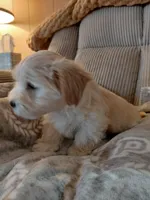 Pongo, a male Morkie for sale in Fogelsville, PA – 4 of 6