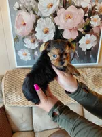 Mia t-cup , a female Yorkshire Terrier for sale in Fogelsville, PA – 6 of 6