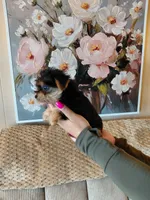 Ellie small toy, a female Yorkshire Terrier for sale in Fogelsville, PA – 2 of 7