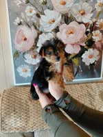 Ellie small toy, a female Yorkshire Terrier for sale in Fogelsville, PA – 4 of 7