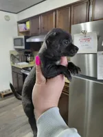  macho t-cup , a male Chihuahua for sale in Kutztown, PA – Photo 7 of 10