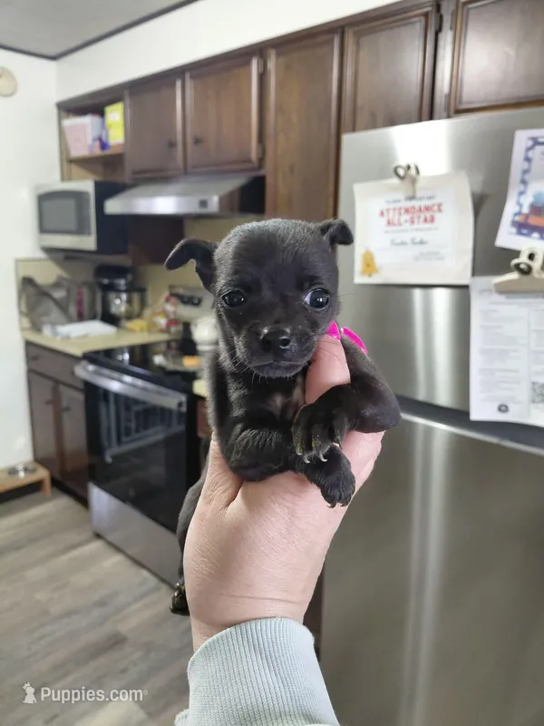  macho t-cup  – Chihuahua puppy for sale in Kutztown, PA