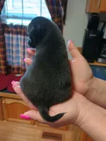  macho t-cup , a male Chihuahua for sale in Kutztown, PA – Photo 3 of 10