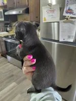  macho t-cup , a male Chihuahua for sale in Kutztown, PA – Photo 9 of 10