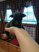  macho t-cup , a male Chihuahua for sale in Kutztown, PA – Photo 4 of 10