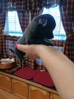  macho t-cup , a male Chihuahua for sale in Kutztown, PA – Photo 5 of 10