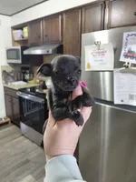  macho t-cup , a male Chihuahua for sale in Kutztown, PA – Photo 8 of 10