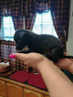  macho t-cup , a male Chihuahua for sale in Kutztown, PA – Photo 2 of 10