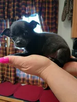  macho t-cup , a male Chihuahua for sale in Kutztown, PA – Photo 1 of 10
