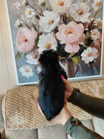 Ellie small toy, a female Yorkshire Terrier for sale in Fogelsville, PA – 6 of 7