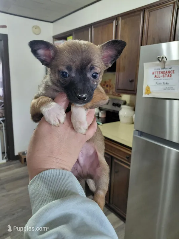 Rico – Rat Terrier, Chihuahua puppy for sale in Kutztown, PA
