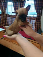 Rico, a male Rat Terrier and Chihuahua for sale in Kutztown, PA – Photo 8 of 9