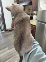 Rico, a male Rat Terrier and Chihuahua for sale in Kutztown, PA – Photo 7 of 9