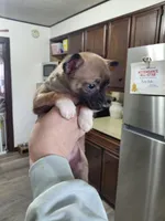 Rico, a male Rat Terrier and Chihuahua for sale in Kutztown, PA – Photo 5 of 9