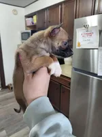 Rico, a male Rat Terrier and Chihuahua for sale in Kutztown, PA – Photo 6 of 9