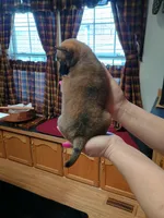 Rico, a male Rat Terrier and Chihuahua for sale in Kutztown, PA – Photo 9 of 9