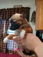 Rico, a male Rat Terrier and Chihuahua for sale in Kutztown, PA – Photo 4 of 9