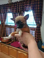 Rico, a male Rat Terrier and Chihuahua for sale in Kutztown, PA – Photo 1 of 9