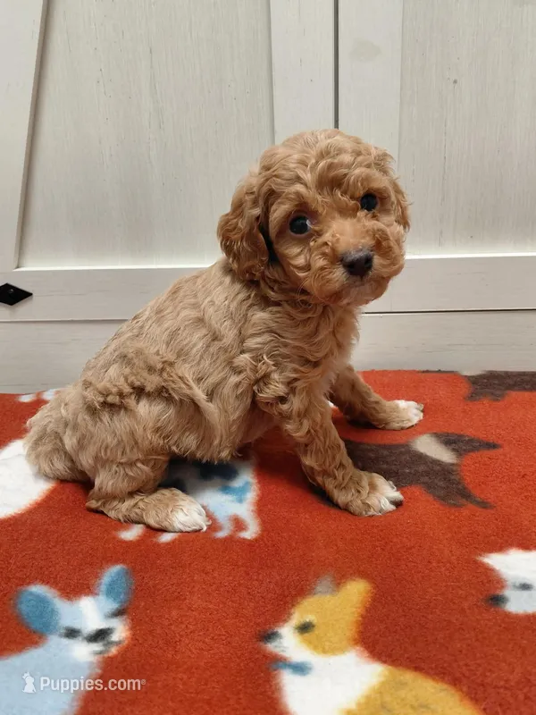 Brutus  – Miniature Goldendoodle puppy for sale in Kutztown, PA