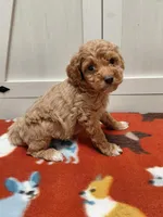 Brutus , a male Miniature Goldendoodle for sale in Kutztown, PA – Photo 1 of 5