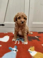 Brutus , a male Miniature Goldendoodle for sale in Kutztown, PA – Photo 3 of 5