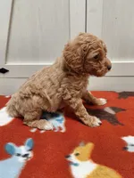 Brutus , a male Miniature Goldendoodle for sale in Kutztown, PA – Photo 2 of 5