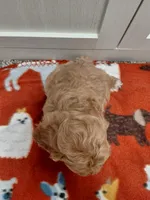 Brutus , a male Miniature Goldendoodle for sale in Kutztown, PA – Photo 5 of 5