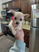 Daisy t-cup , a female Chihuahua for sale in Kutztown, PA – Photo 5 of 6