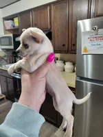 Daisy t-cup , a female Chihuahua for sale in Kutztown, PA – Photo 4 of 6