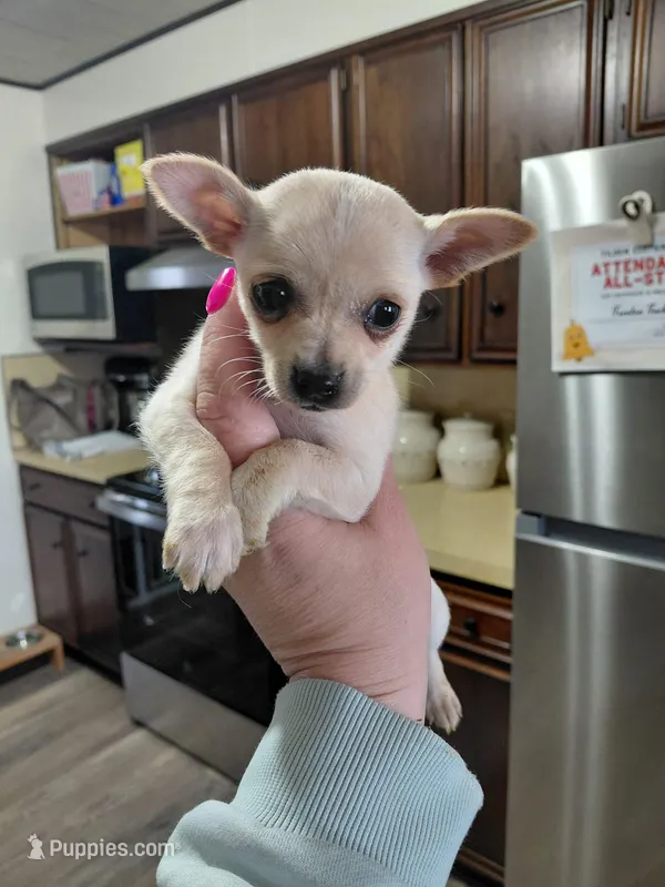 Daisy t-cup  – Chihuahua puppy for sale in Kutztown, PA