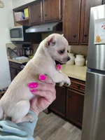 Daisy t-cup , a female Chihuahua for sale in Kutztown, PA – Photo 3 of 6