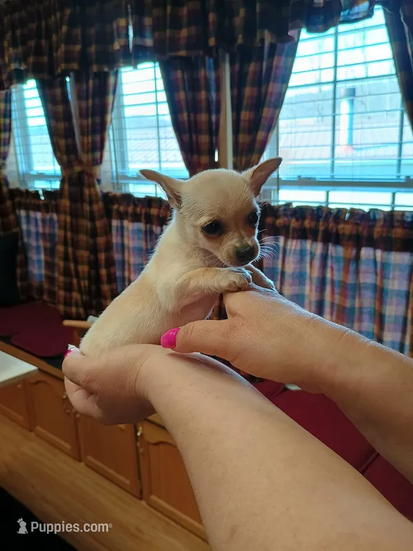 Daisy t-cup  – Chihuahua puppy for sale in Kutztown, PA