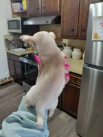 Daisy t-cup , a female Chihuahua for sale in Kutztown, PA – Photo 2 of 6