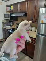 Daisy t-cup , a female Chihuahua for sale in Kutztown, PA – Photo 6 of 6