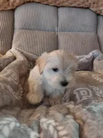 Pongo, a male Morkie for sale in Fogelsville, PA – 3 of 6