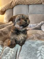 Pebbles, a female Morkie for sale in Fogelsville, PA – 2 of 5