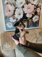 Mindy t-cup , a female Yorkshire Terrier for sale in Fogelsville, PA – 2 of 6