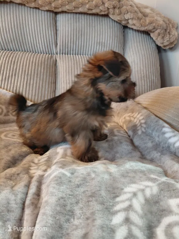 Pebbles – Morkie puppy for sale in Fogelsville, PA
