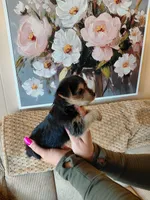 Mindy t-cup , a female Yorkshire Terrier for sale in Fogelsville, PA – 4 of 6