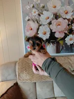 Micky  t-cup , a male Yorkshire Terrier for sale in Fogelsville, PA – 5 of 7