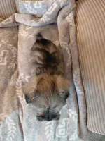 Princess, a female Morkie for sale in Fogelsville, PA – 3 of 4