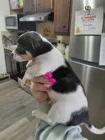 Rocky, a male Rat Terrier and Chihuahua for sale in Kutztown, PA – Photo 5 of 10