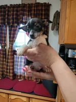 Rocky, a male Rat Terrier and Chihuahua for sale in Kutztown, PA – Photo 9 of 10