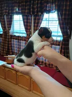 Rocky, a male Rat Terrier and Chihuahua for sale in Kutztown, PA – Photo 4 of 10