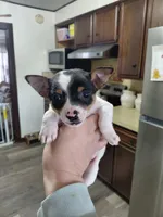 Rocky, a male Rat Terrier and Chihuahua for sale in Kutztown, PA – Photo 3 of 10